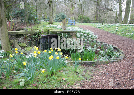 Daffodils and Common Snowdrops (Galanthus nivalis) flowering at Rode Hall, Cheshire, England, UK Stock Photo