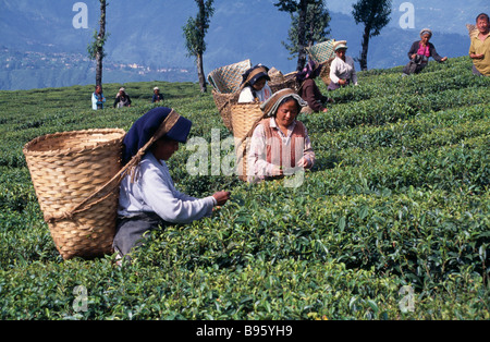 INDIA South Asia West Bengal Darjeeling Tea Plantation Female tea pickers at work on hillside putting leaves into baskets Stock Photo