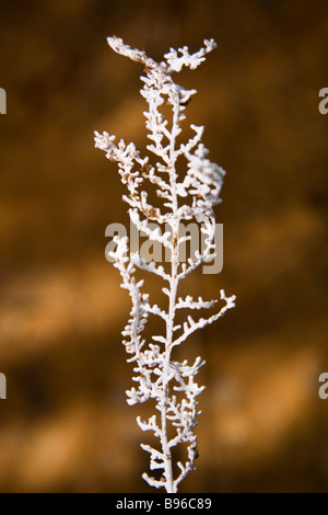 A diseased tree branch covered with white fungus in the Osa Peninsula of Costa Rica. Stock Photo