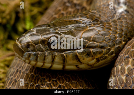 Northern Water Snake (Nerodia sipedon) New York - USA On land Found in southern Ontario and northeastern United States Stock Photo