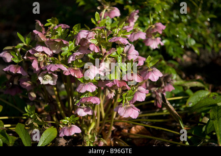 Pink Hellebore in flower Stock Photo