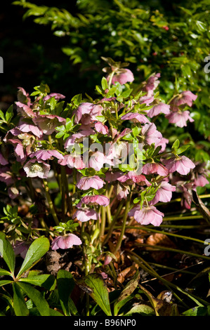 Pink Hellebore in flower Stock Photo