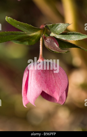 Close up of a pink Hellebore bud opening Stock Photo