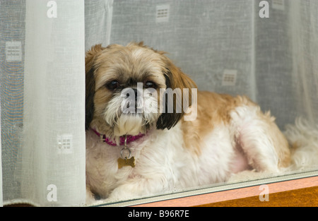 Cute dog looking out window of house in Treorchy Rhondda Valley South Wales UK Stock Photo