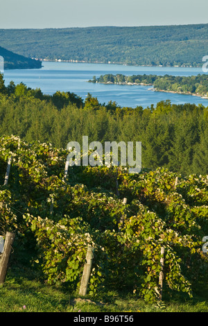 Vineyards Keuka Lake Finger Lakes New York Stock Photo