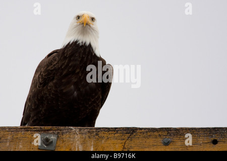 Bald Eagle (Haliaeetus leucocephalus), Tule Lake National Wildlife Refuge, California, USA Stock Photo