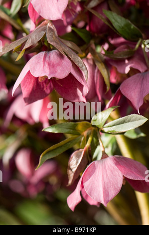 Close up of a pink Hellebore in flower Stock Photo