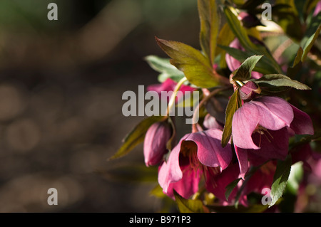 Close up of a pink Hellebore in flower Stock Photo
