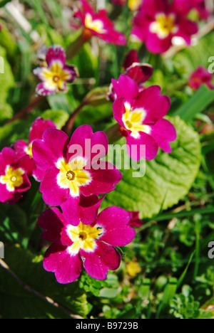 Purple flowers of primroses (primula) vulgaris or English primrose ...