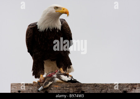 Bald Eagle eating a duck (Haliaeetus leucocephalus), Tule Lake National Wildlife Refuge, California, USA Stock Photo