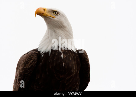 Bald Eagle (Haliaeetus leucocephalus), Tule Lake National Wildlife Refuge, California, USA Stock Photo