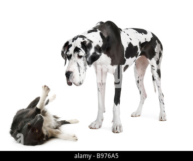 harlequin Great Dane 4 years looking down at a dog in front of a white background Stock Photo