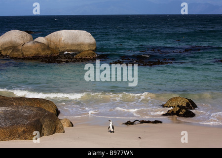 African penguin Spheniscus demersus Table Mountain National park Cape Town South Africa Stock Photo