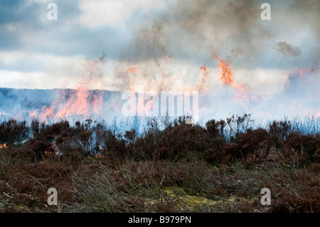 A fire burning old heather in a controlled fire on Barden Fell, North Yorkshire Stock Photo