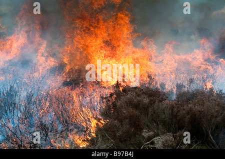 A fire raging through old heather in a controlled burning by gamekeepers of Bolton Abbey Estate, Skipton Stock Photo