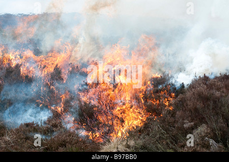 Burning old heather on Barden Fell in a controlled burning by the gamekeepers of Bolton Abbey Estate in North Yorkshire Stock Photo