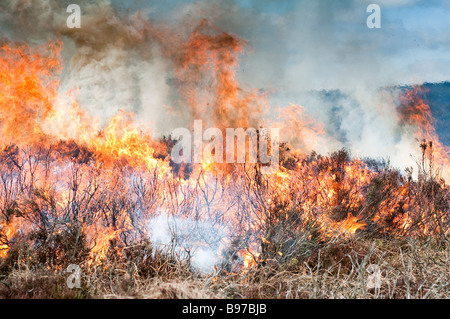 Old heather burning in a controlled burning by the gamekeepers of the Bolton Abbey Estate in Skipton. North Yorkshire Stock Photo