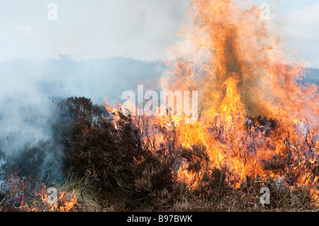Old heather burning in a controlled fire set by the gamekeepers of Bolton Abbey Estate, North Yorkshire Stock Photo