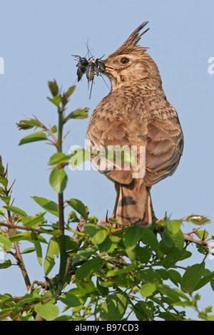 Crested lark Stock Photo