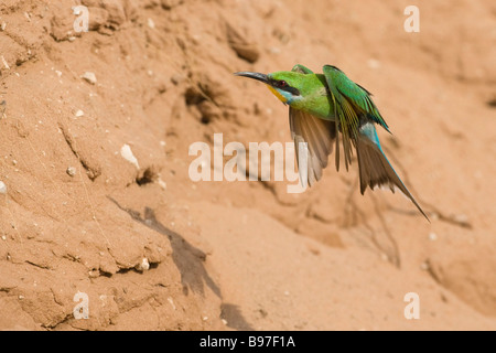 Swallow tailed bee eater Merops hirundineus in flight Kgalagadi Transfrontier Park South Africa Stock Photo