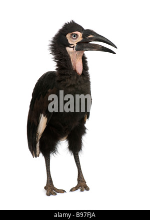 Young Southern Ground hornbill Bucorvus leadbeateri 18 months in front of a white background Stock Photo