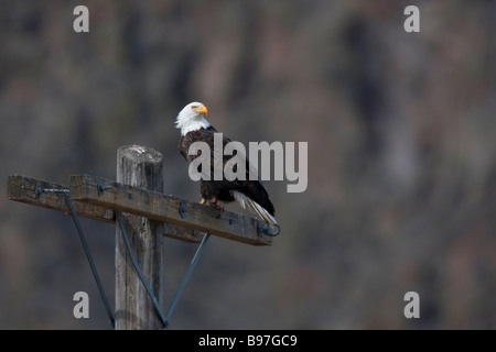 Bald Eagle (Haliaeetus leucocephalus), Tule Lake National Wildlife Refuge, California, USA Stock Photo