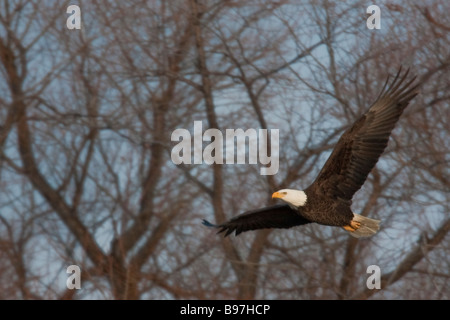 Bald Eagle flying (Haliaeetus leucocephalus), Tule Lake National Wildlife Refuge, California, USA Stock Photo