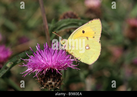 Clouded yellow butterfly Colias croceus Pieridae male on knapweed UK Stock Photo