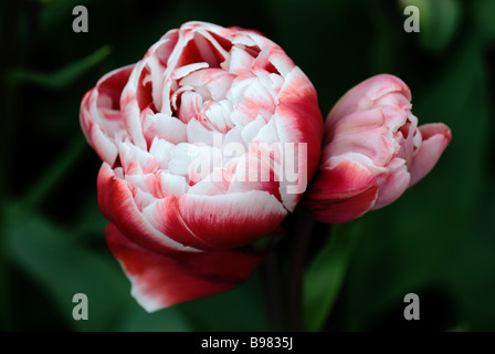 Dubbele Late Tulipa Drumline photographed at Keukenhof Gardens in Lisse the Netherlands Stock Photo