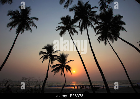 India Goa Colva beach coconut palm grove sunset silhouette Stock Photo