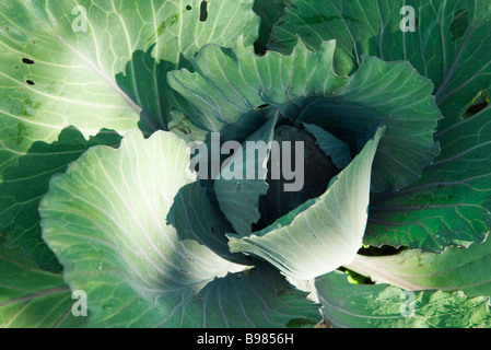 Cabbage, extreme close-up Stock Photo