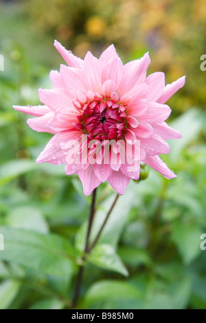 Dew-covered pink dahlia Stock Photo