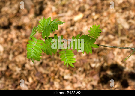 The leaves of a Rowan Sapling growing in Woodland at Alderley Edge in Cheshire Stock Photo