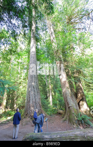 Family admiring giant Douglas Firs in a temperate rainforest Stock Photo