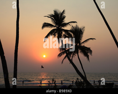 India Goa Colva beach coconut palm grove sunset silhouette Stock Photo