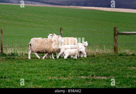 Two sheep and their lambs in a field Stock Photo