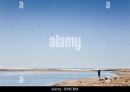 Flock of Brown Pelicans (Pelecanus occidentalis) flying over a man fishing in Dominical, Costa Rica. Stock Photo