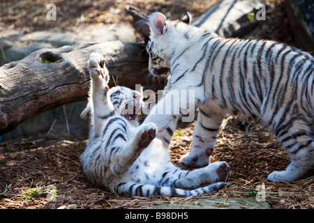 Young White Tiger Cubs Playing, Panthera Tigris Stock Photo
