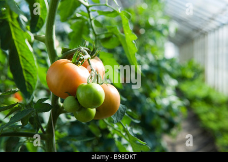 Tomatoes ripening in greenhouse Stock Photo