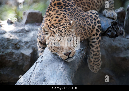Snow Leopard - Uncia uncia or Panthera uncia - at Padmaja Naidu Himalayan Zoological Park, Darjeeling Stock Photo