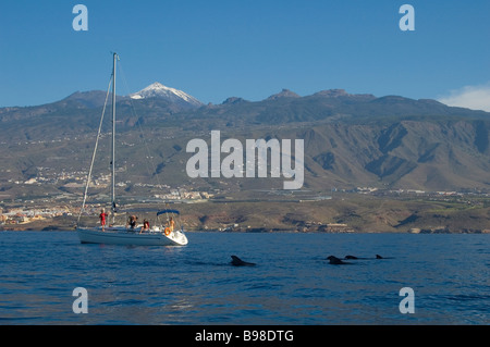 Shortfin pilot whale (Globicephala macrorhynchus) Tenerife, Canary islands. Stock Photo