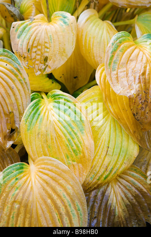 Variegated hosta leaves Stock Photo
