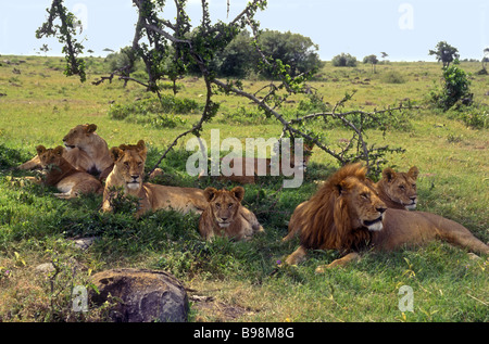 A pride of lions one adult male lion and four adult female lionesses with three cubs Masai Mara National Reserve Kenya Africa Stock Photo