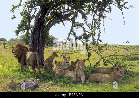 A pride of lions one adult male lion and four adult female lionesses with three cubs Masai Mara National Reserve Kenya  Africa Stock Photo