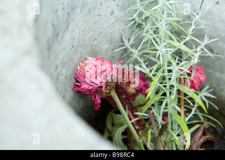 Dying plants in container Stock Photo
