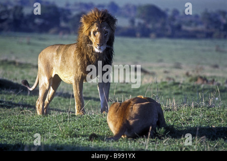 Mature male lion stands dominant over submissive female prior to mating Masai Mara National Reserve Kenya East Africa Stock Photo