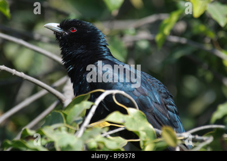 A male Asian Koel Eudynamys scolopacea sitting in a bush inrajasthan India Stock Photo
