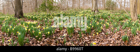 A panoramic view of wild daffodils in the Leadon Valley near Dymock, Gloucestershire Stock Photo