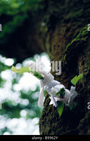 Omikuji papers tied to tree Stock Photo