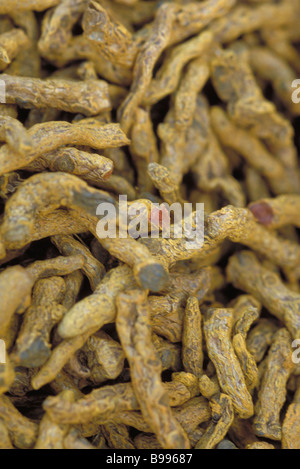 Turmeric, close-up Stock Photo